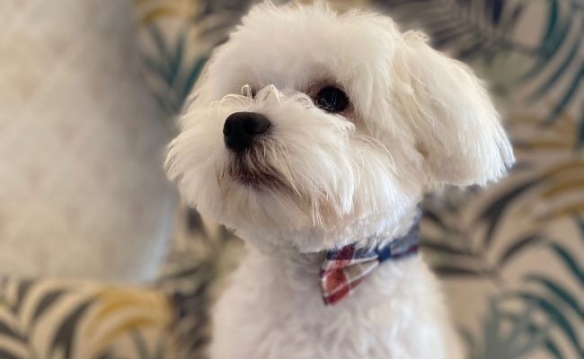 Buddy, the Maltese