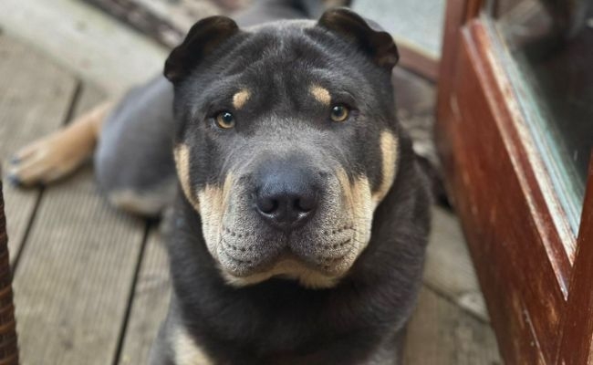 Buddy, the Shar Pei