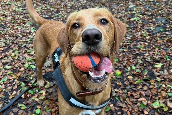 Seb the Springador standing amongst the leaves after retrieving his Chuck It! ball