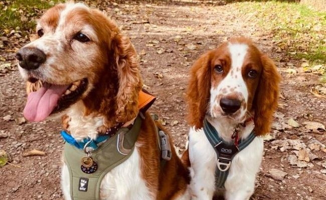 Mr Pip and Joe, the Welsh Springer Spaniels