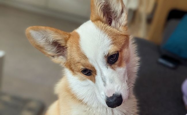 Mallory, the Pembroke Welsh Corgi