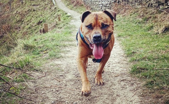 Teddy, the Staffordshire Bull Terrier