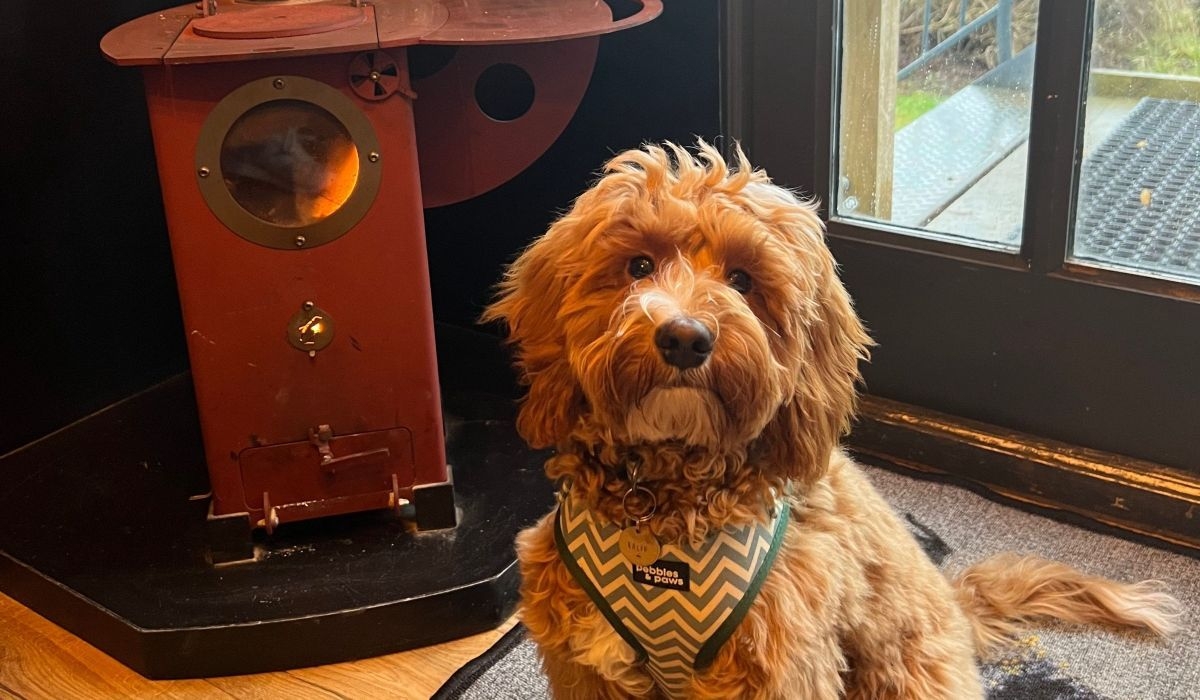 A gorgeous fluffy Cockapoo sits in front of a small wood burner