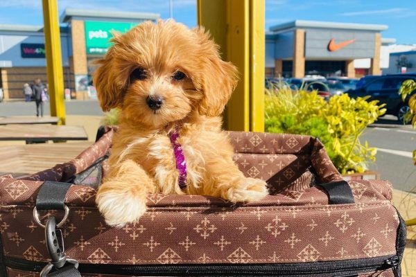 Honey, the Maltipoo