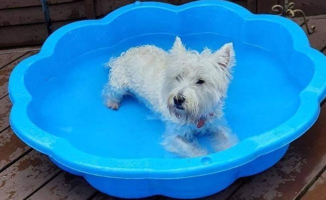 Mabel, the West Highland Terrier