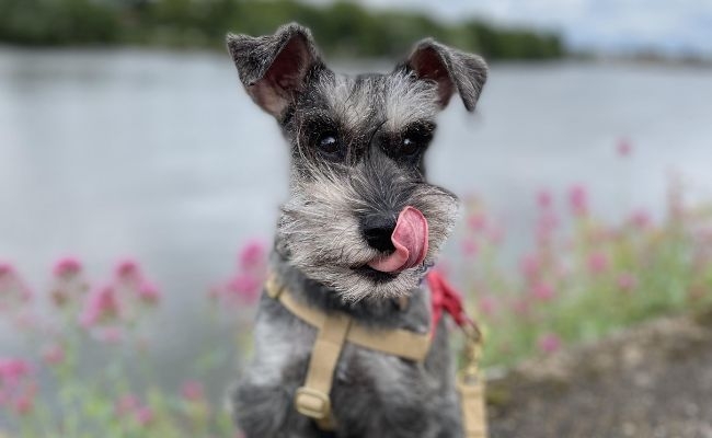 Penny, the Miniature Schnauzer