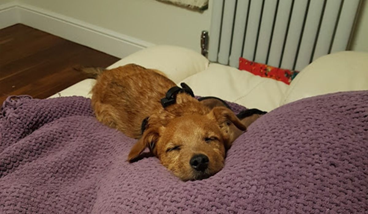 Spoopy looks comfy with his eyes closed lying on a purple blanket in a home