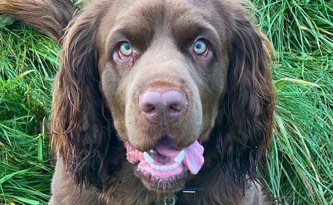 Finnegan, the Sussex Spaniel