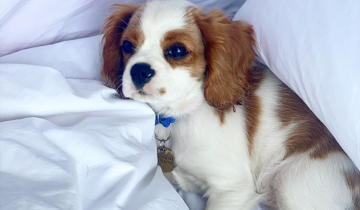 A Cavalier King Charles Spaniel puppy lies in bed looking off to the distance