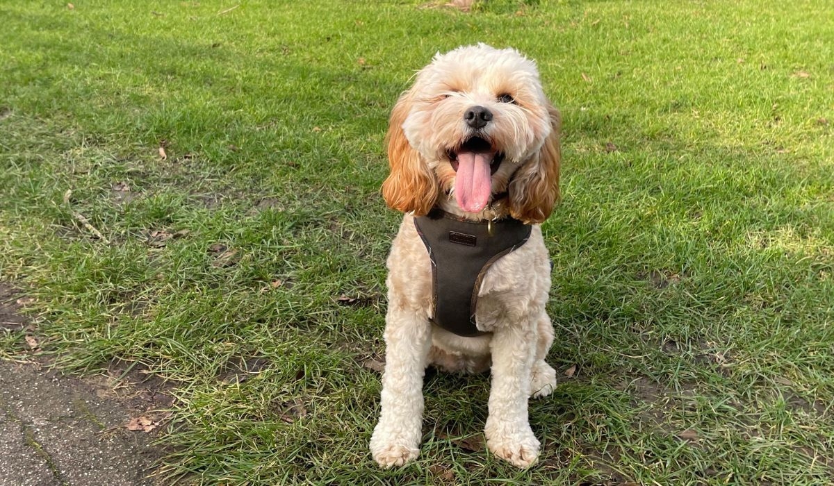 Happy doggy member, Bella, the Cavapoo, enjoying an afternoon walk in Cambridge