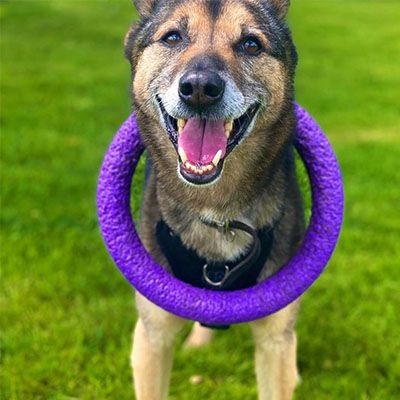 A happy cross breed dog, month open, tongue out, wearing a frisbee round their neck