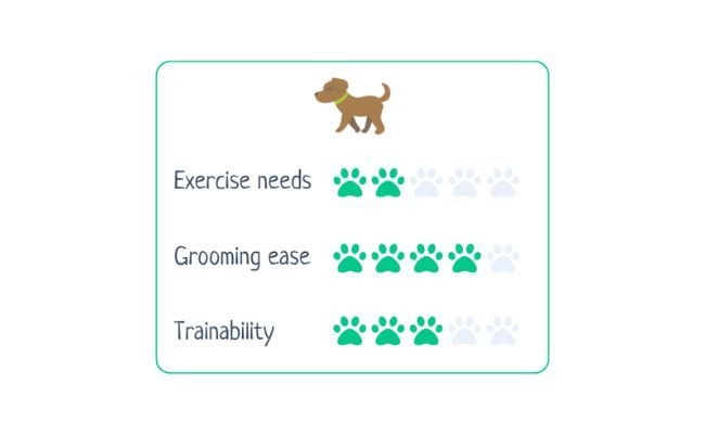 Greyhound  Exercise Needs 2/5 Grooming Ease 4/5 Trainability 3/5