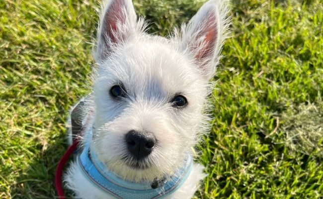 Skye, the West Highland White Terrier