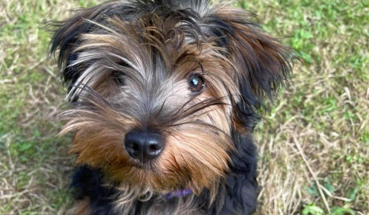 A small, tri-coloured, fluffy pooch with small, floppy, triangular ears and a black button nose is waiting for a treat, sitting patiently in the grass.