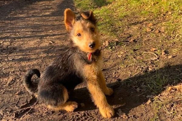 Teddy, the Airedale Terrier