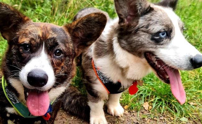 Sherlock and Watson, the Corgis