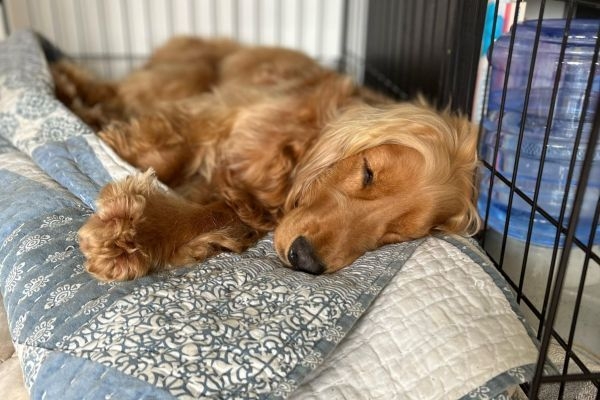 Benji, the cocker Spaniel, asleep in his crate filled with soft blankets