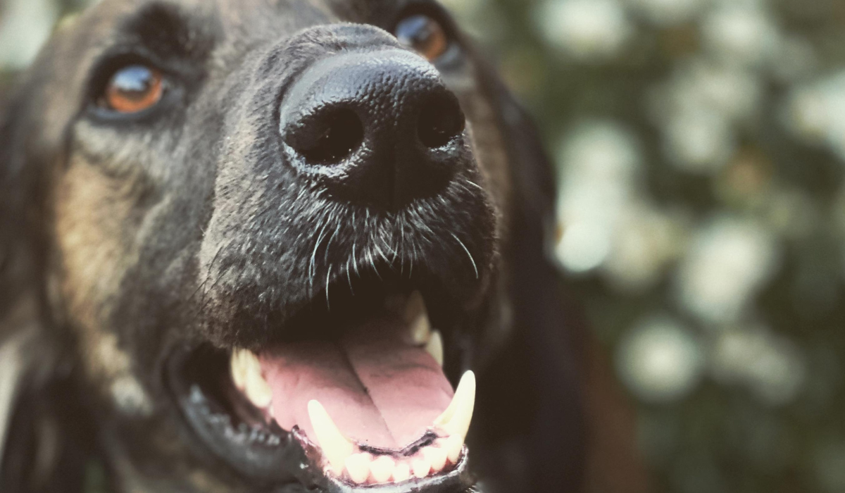 A close up of some pearly white doggy teeth as a gorgeous dog smiles.