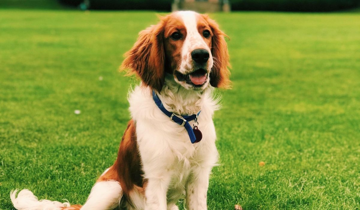 Welsh Springer Spaniel