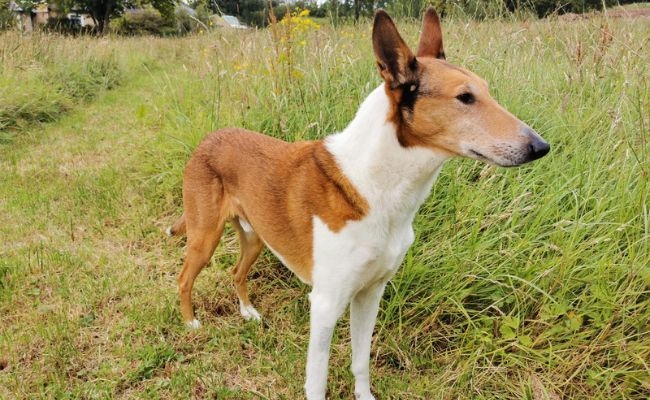 Olly, the Smooth Collie