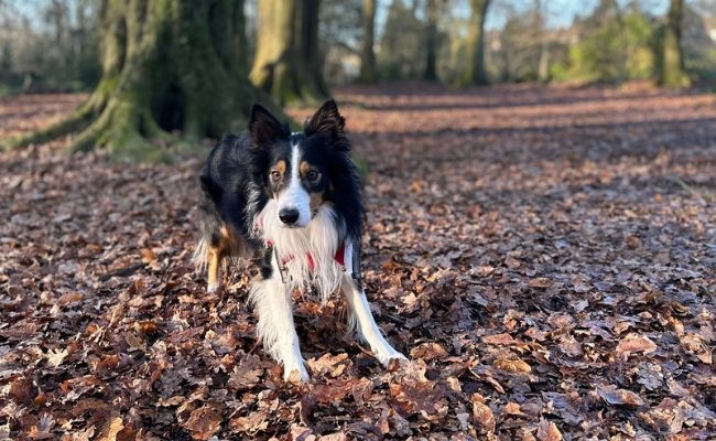 Lucky, the Rough Collie