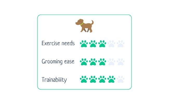 Cavalier King Charles Spaniel  Exercise Needs 3/5 Grooming Ease 3/5 Trainability 4/5