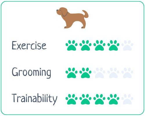 Portuguese water dog: exercise 4/5; grooming 2/5; trainability 4/5