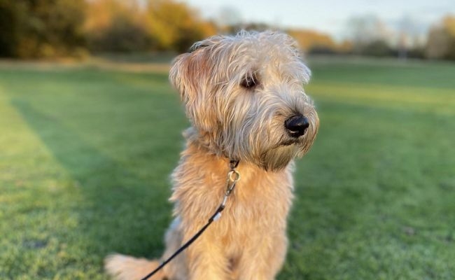 Willow, the Wheaten Terrier