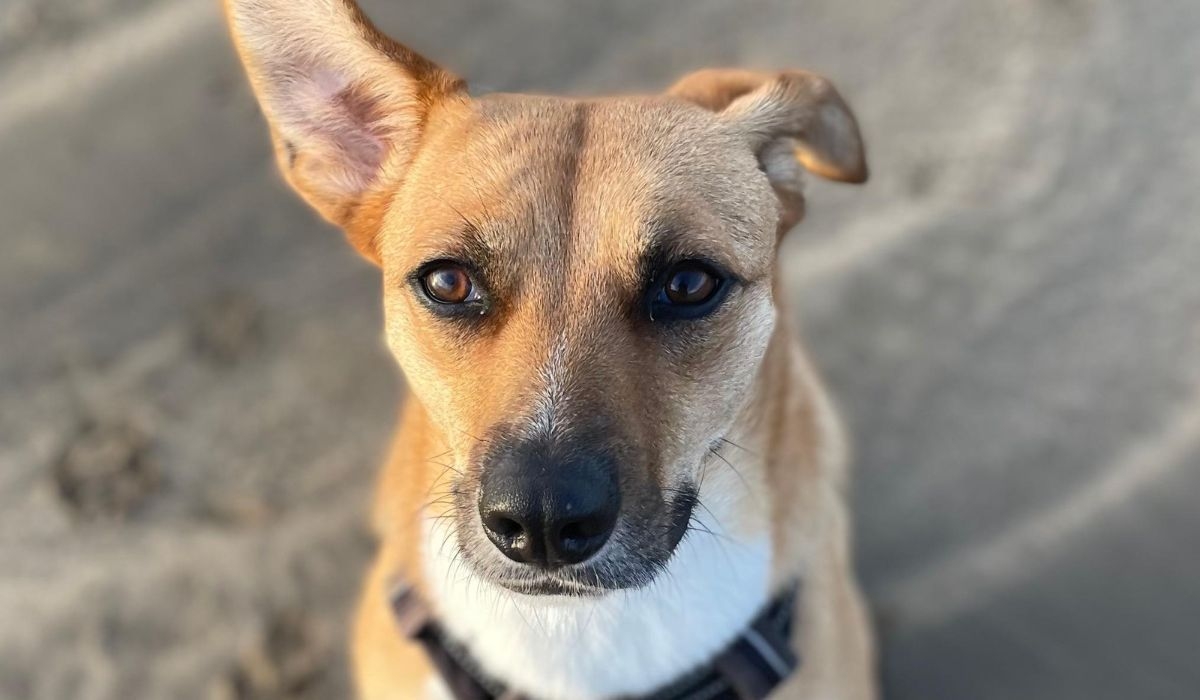 Molly the Cross Breed on the beach staring intently towards the camera with one ear standing up and one flopped over