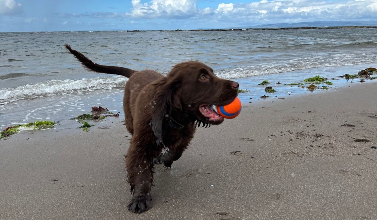 A chocolate brown Cocker Spaniel running on the beach near the shore with their Chuck It! ball