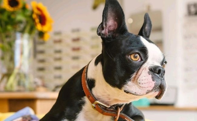 Betty, the Boston Terrier