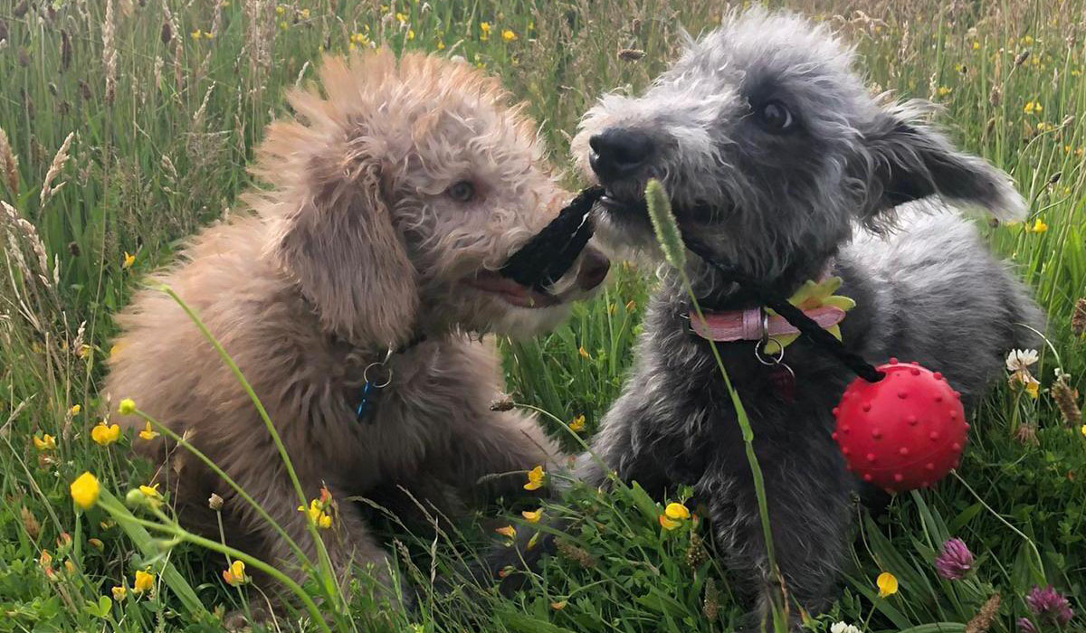 Two cute, scruffy pups playing tug with a toy in the long, wild grass.