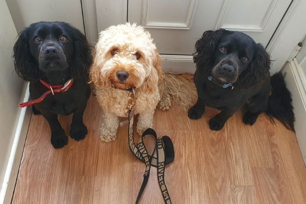 Doggy members Shadow & Smudge, the American Cocker Spaniels sat at the door with another canine chum