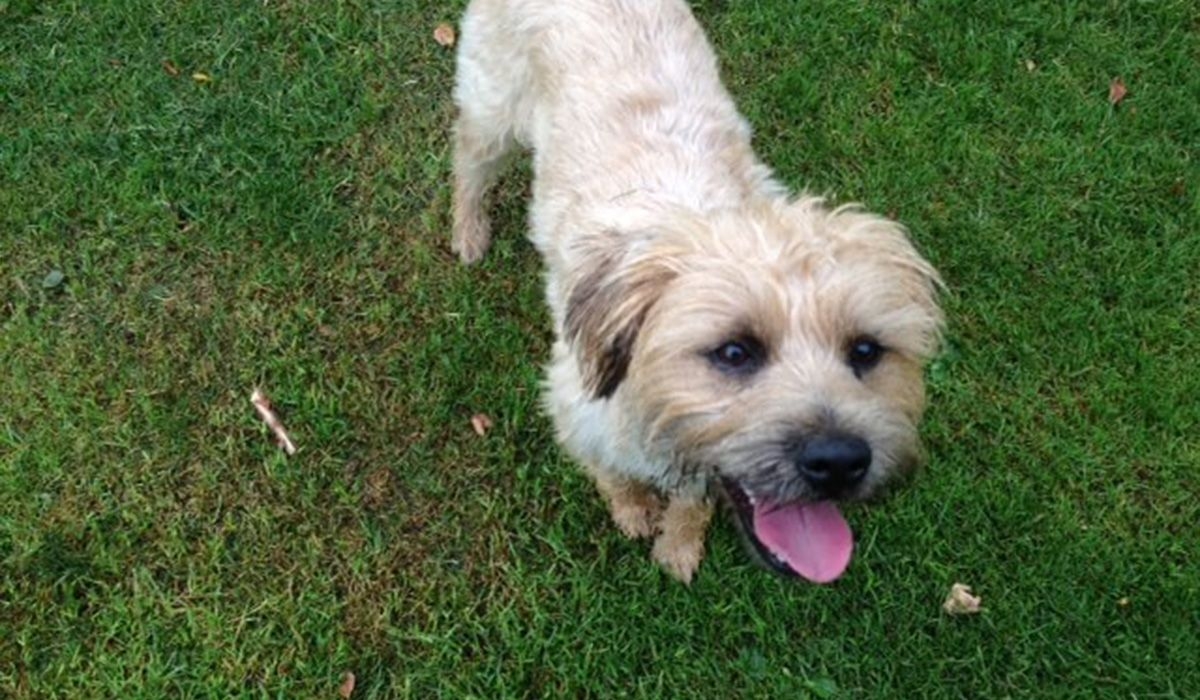 A pale, fluffy dog stands on grass looking happy with his tongue out