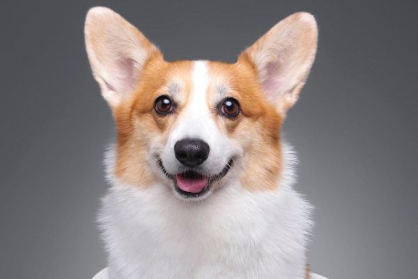 Hippo, the Pembroke Welsh Corgi