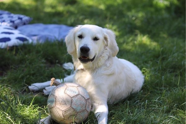 Clemmie, the Golden Retriever