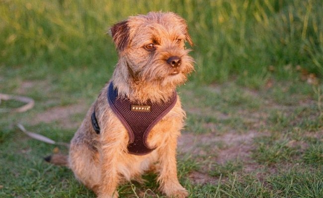 Sid, the Border Terrier