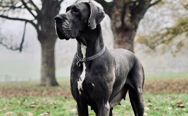 Sky, the Great Dane