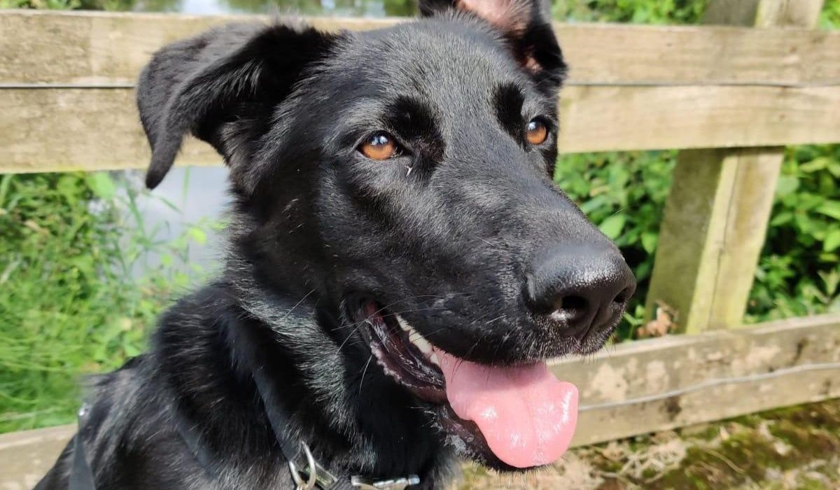 Doggy member Sasha, the Cross Breed happily sitting in front of a wooden fence on walkies