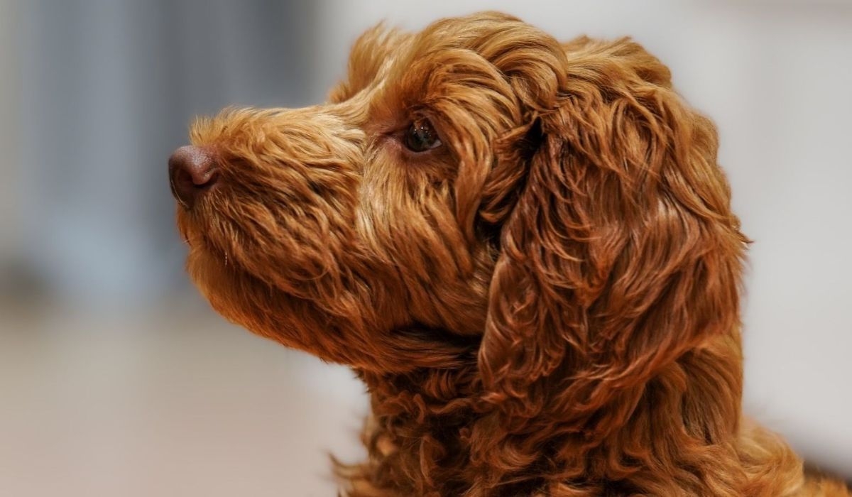 Doggy member Cooper the Miniature Labradoodle sitting patiently in the kitchen waiting for his human to prepare his food