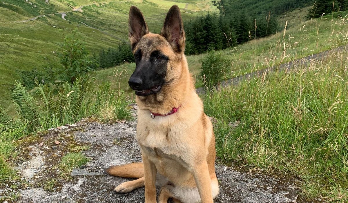 Malinois Belgian Shepherd dog