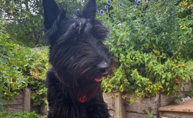 Logan, the Scottish Terrier