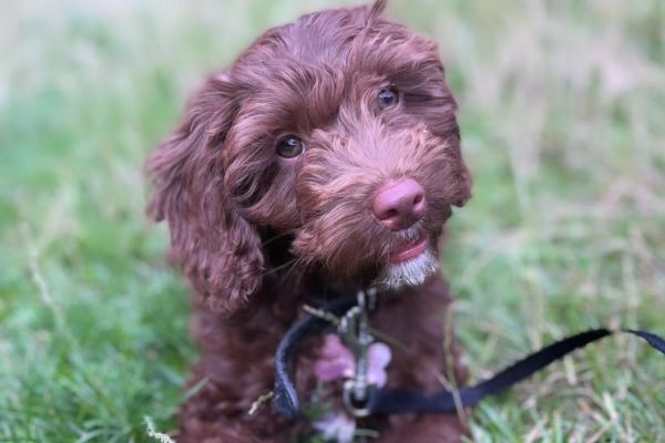 Doggy member Bailey, the chocolate Cockapoo puppy sitting on the long grass attached to their lead