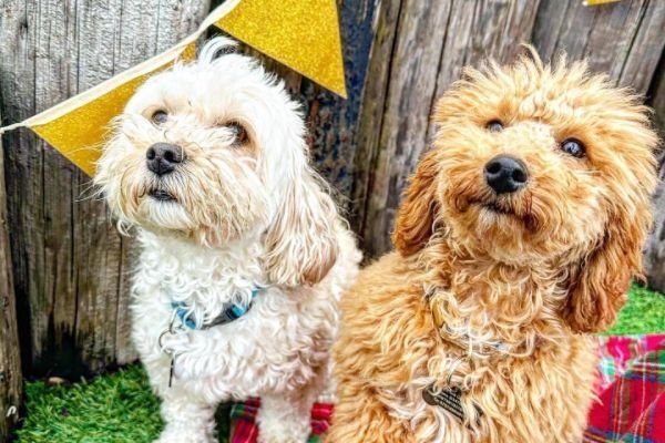 Cookie and Luna the Cavachons celebrating at a street party