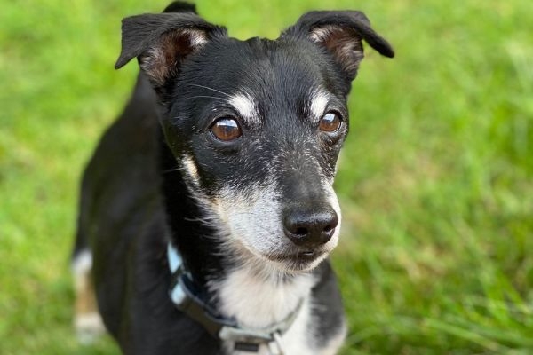 Archie the Jack Russell Terrier standing in a grassy field 