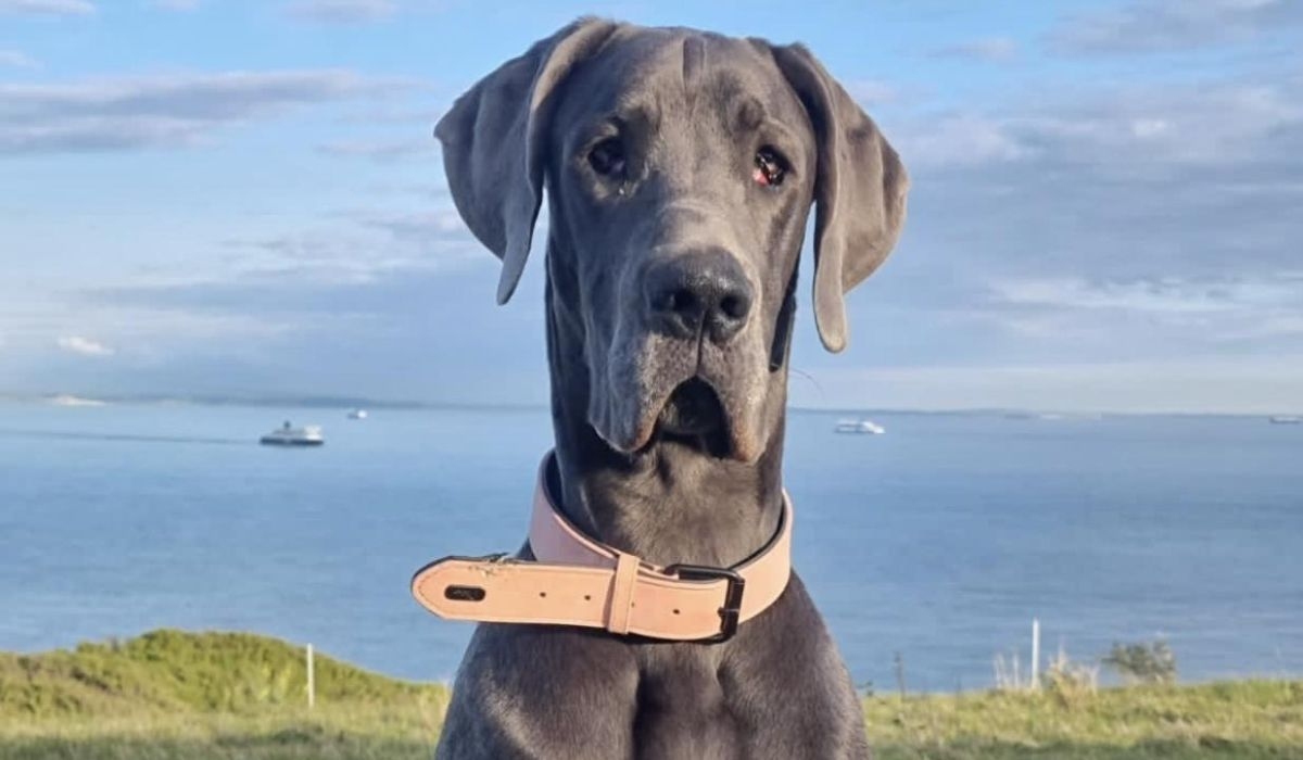 Great Dane looking at the camera wearing a light pink leather collar.