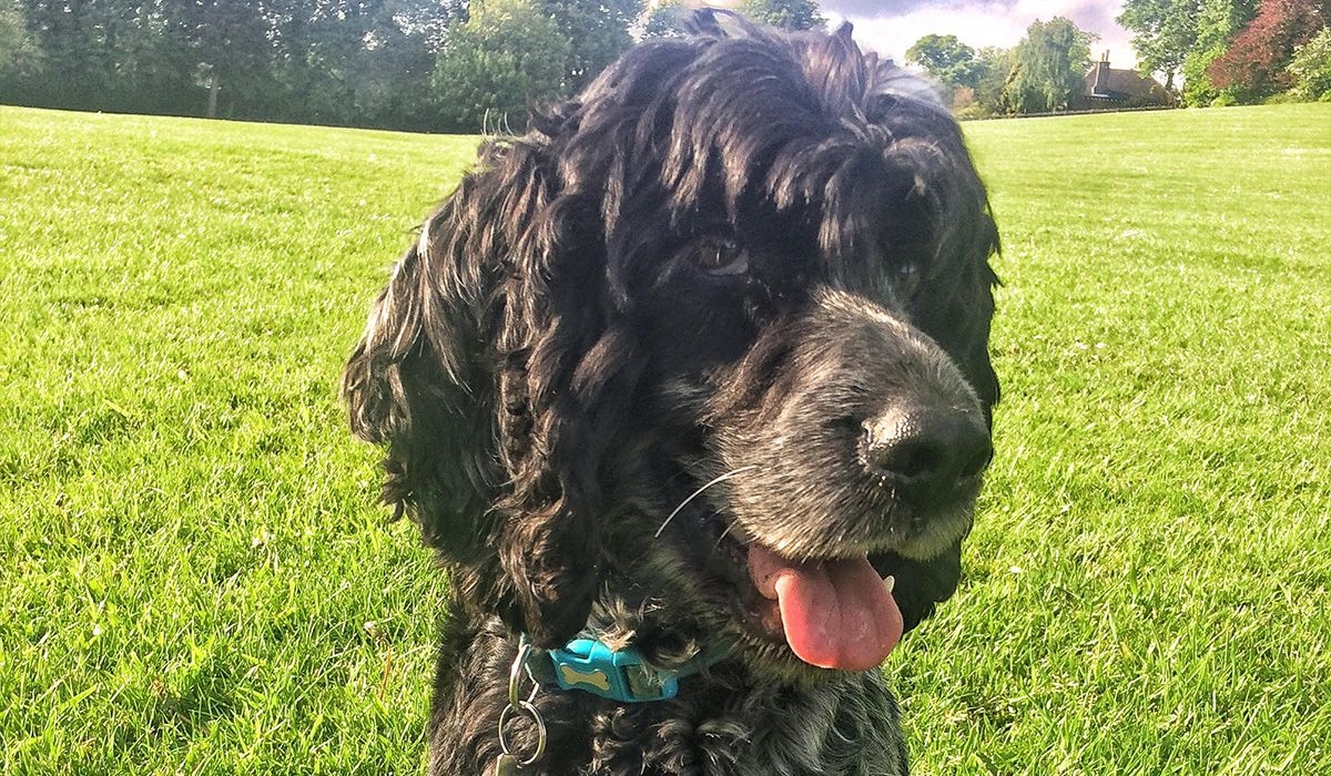 Toby sits on grass with a cheeky look in his eye