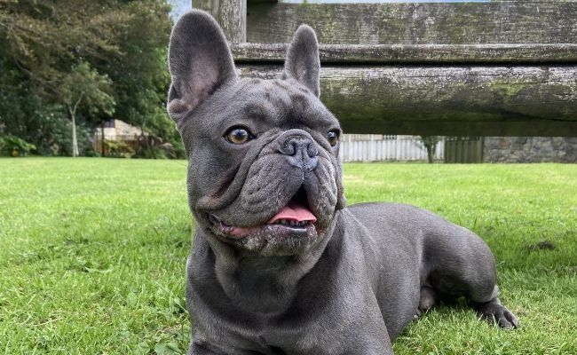 Doggy member Sid, the French Bulldog, chilling in front of a park bench after a little stroll