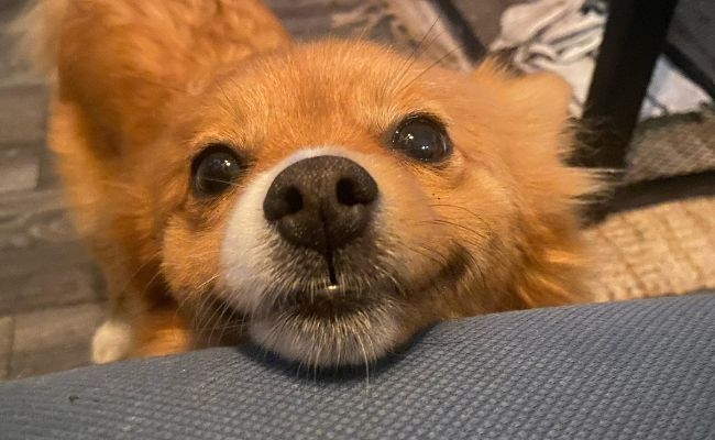 Doggy member Peaches, the Klein German Spitz resting her head on the sofa staring into the eyes of her owner lovingly