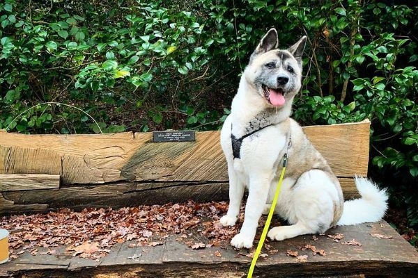 Ava, the Akita, wearing a harness